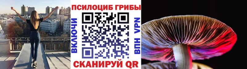 Купить где  Алексеевка  Псилоцибиновые грибы мицелий 